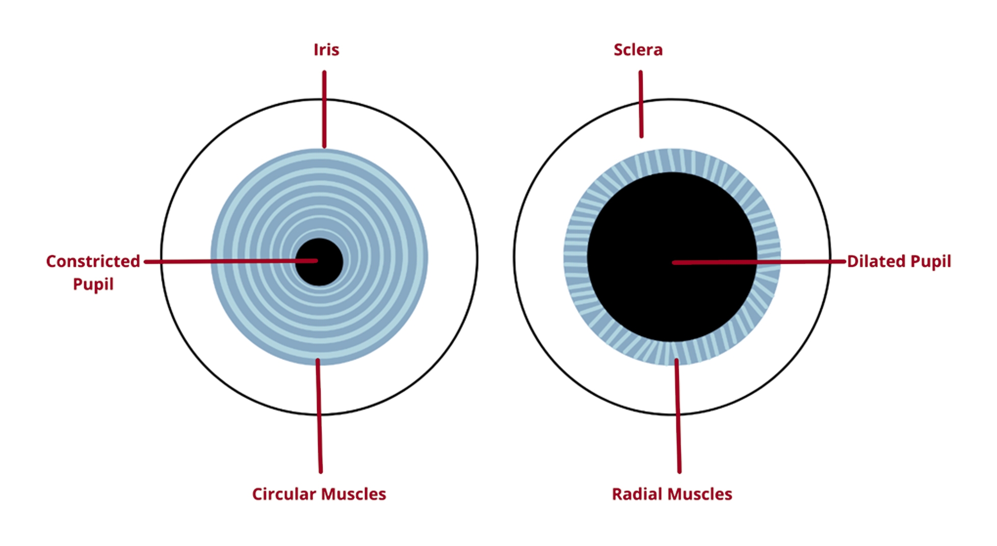 Pupil constriction and dilation